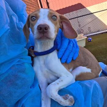 Faith -  Hound and Whippet Dog for Adoption in West Chester, Pennsylvania - Faith | PetCurious