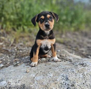 Glazed -  Shepherd Dog for Adoption in Spokane, Washington - Glazed | PetCurious