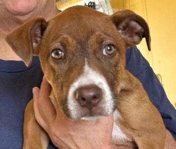 Rescue Terrier and Mixed Breed Dogs for Adoption in West Memphis, Arkansas - Nuggett | PetCurious