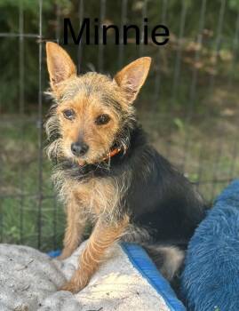 Minnie -  Yorkshire Terrier Dog for Adoption in West Falls, New York - Minnie | PetCurious