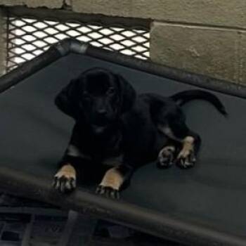 Leia -  Labrador Retriever Dog for Adoption in Clarksville, Virginia - Leia | PetCurious