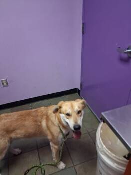 Rescue Mixed Breed Dogs for Adoption in El Paso, Texas - 59841719 | PetCurious