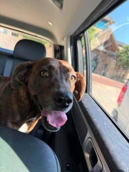 Starluna (CP) -  Boxer Dog for Adoption in Dallas, Texas - Starluna (CP) | PetCurious