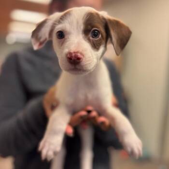 Marybeth -  Mixed Breed Dog for Adoption in Springboro, Ohio - Marybeth | PetCurious