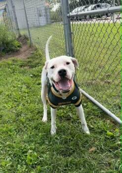 Peaches -  Dogo Argentino Dog for Adoption in Waupaca, Wisconsin - Peaches | PetCurious