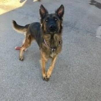 Rescue Belgian Shepherd Tervuren Dogs for Adoption in Bernalillo, New Mexico - Star | PetCurious