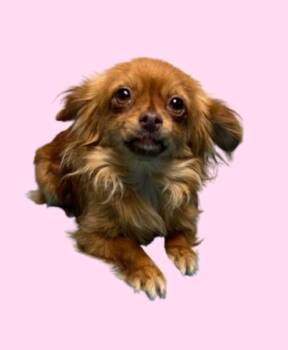 Chihuahua Dogs Available for Adoption in Hollister, California - Mary-Kate | PetCurious