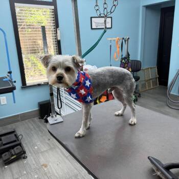 Winston -  Silky Terrier and Yorkshire Terrier Dog for Adoption in Titusville, Florida - Winston | PetCurious