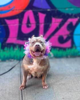 Mama Jama -  American Bully Dog for Adoption in Wayne, New Jersey - Mama Jama | PetCurious