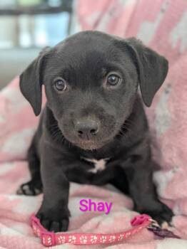 Shay -  Labrador Retriever Dog for Adoption in Littleton, Colorado - Shay | PetCurious