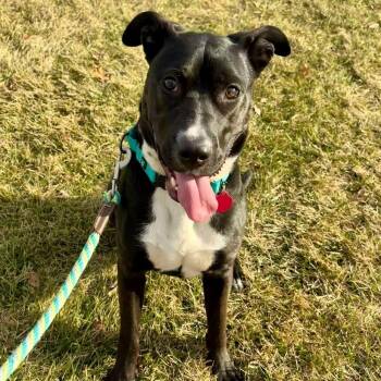 Thia -  Black Labrador Retriever and Mixed Breed Dog for Adoption in Lenexa, Kansas - Thia | PetCurious