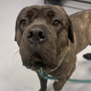 Mixed Breed Dogs Available for Adoption - Bane | PetCurious