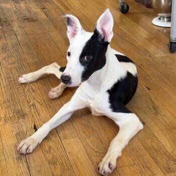 Retriever Dogs Available for Adoption in New York, New York - Jules | PetCurious
