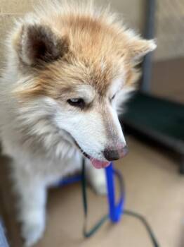 Siberian Husky Dogs Available for Adoption in Chula Vista, California - A212551 | PetCurious