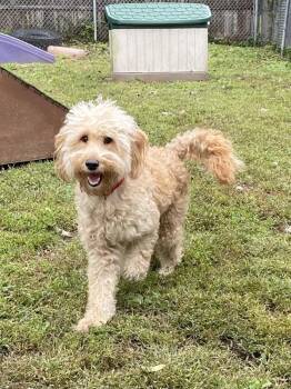 Cotton Candy -  Poodle and Golden Retriever Dog for Adoption in Oakland, New Jersey - Cotton Candy | PetCurious