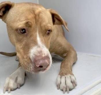 Pit Bull Terrier and Labrador Retriever Dogs Available for Adoption in Houston, Texas - BUCK | PetCurious