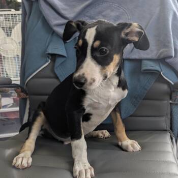 Bobby -  Coonhound Dog for Adoption in Wahiawa, Hawaii - Bobby | PetCurious