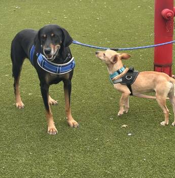 Hound Dogs Available for Adoption - Lucille  | PetCurious