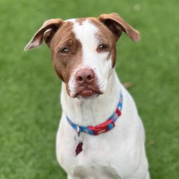 Pointer and Terrier Dogs Available for Adoption in San Diego, California - Louise | PetCurious