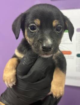 61230835 -  Mixed Breed Dog for Adoption in El Paso, Texas - 61230835 | PetCurious