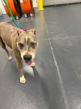 Dirty Dino -  Pit Bull Terrier Dog for Adoption in Providence Forge, Virginia - Dirty Dino | PetCurious