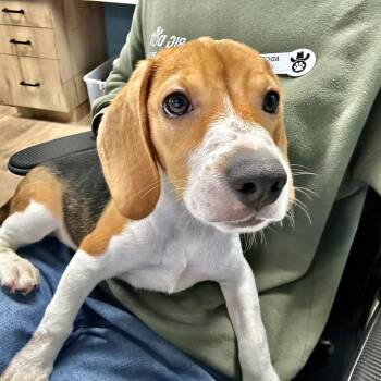 Peter Parker EQH6 1416 -  Beagle Dog for Adoption in Loxahatchee Groves, Florida - Peter Parker EQH6 1416 | PetCurious