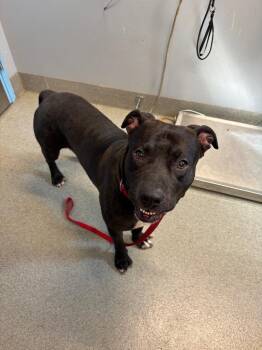 Gourdy -  Pit Bull Terrier Dog for Adoption in Bloomington, Indiana - Gourdy | PetCurious