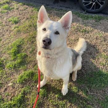 Shepherd Dogs Available for Adoption - Coda | PetCurious