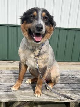 Australian Shepherd Dogs Available for Adoption in Osgood, Indiana - Lincoln | PetCurious