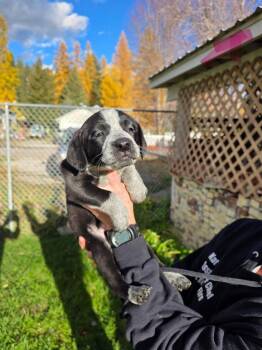 Rescue Australian Cattle Dog Blue Heeler Dogs for Adoption in Thompson Falls, Montana - Natasha | PetCurious