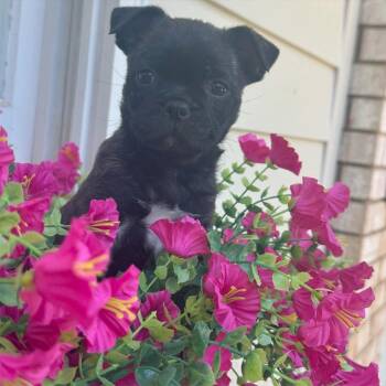 Pug Dogs Available for Adoption in Helena, Alabama - Poppy | PetCurious