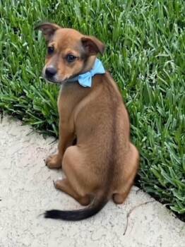 Miniature Pinscher and Doberman Pinscher Dogs Available for Adoption in Alvin, Texas - Lyndon | PetCurious