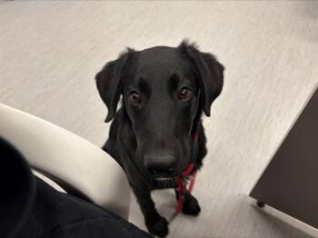 GRAPES -  Labrador Retriever and Mixed Breed Dog for Adoption in Colorado Springs, Colorado - GRAPES | PetCurious