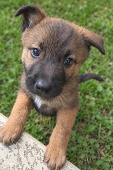 Oso -  Belgian Shepherd Malinois Dog for Adoption in Lockhart, Texas - Oso | PetCurious