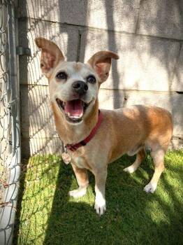 Rescue Chihuahua Dogs for Adoption in Scottsdale, Arizona - PJ | PetCurious