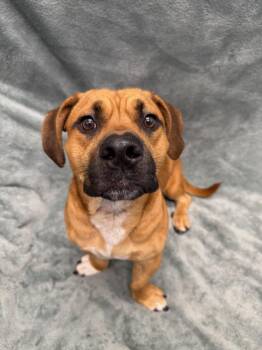 Slinky Tag 935 -  Dachshund Dog for Adoption in Central Islip, New York - Slinky Tag 935 | PetCurious