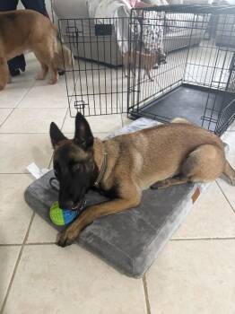 Belgian Shepherd Malinois Dogs Available for Adoption in Imlay City, Michigan - Vella - Located In FL | PetCurious