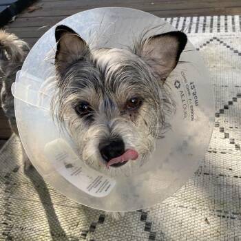 Yorkshire Terrier Dogs Available for Adoption - Miracle | PetCurious