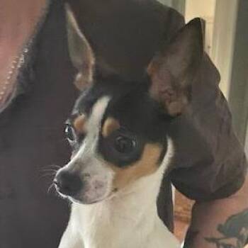 Miniature Pinscher Dogs Available for Adoption - Monterey | PetCurious