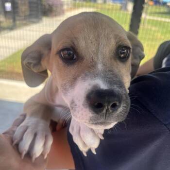 Sailor -  Labrador Retriever and Mixed Breed Dog for Adoption in Hawthorne, California - Sailor | PetCurious