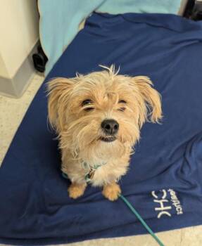 Terrier Dogs Available for Adoption in Salt Lake City, Utah - *Willow* | PetCurious