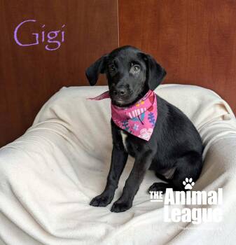 Gigi -  Labrador Retriever and Shepherd Dog for Adoption in Groveland, Florida - Gigi | PetCurious