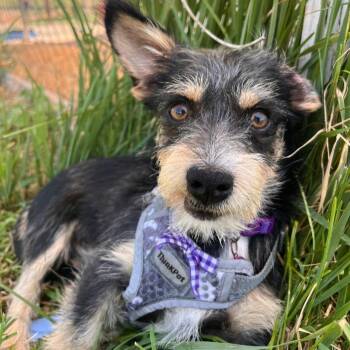 Preminger -  Terrier Dog for Adoption in Logan, Utah - Preminger | PetCurious
