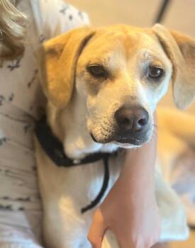 Rescue Labrador Retriever and Beagle Dogs for Adoption in Portland, Oregon - Orla | PetCurious