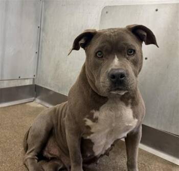 Pit Bull Terrier Dogs Available for Adoption in San Bernardino, California - MILLIE | PetCurious