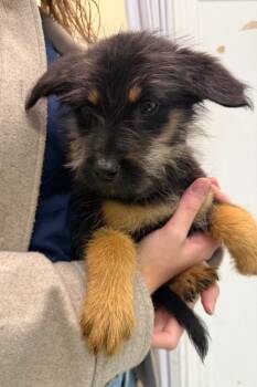 Orchard -  Terrier Dog for Adoption in Yellowknife, Northwest Territories - Orchard | PetCurious