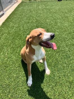Caesar -  Mixed Breed Dog Available for Adoption in Jackson, Tennessee - Caesar | PetCurious