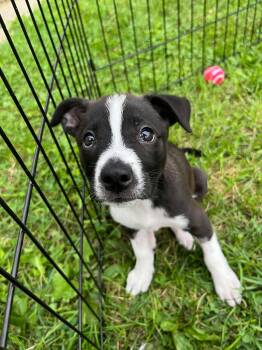 Aggie -  Boston Terrier Dog for Adoption in Grand Rapids, Michigan - Aggie | PetCurious
