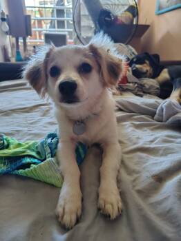 STITCH -  Papillon and Chihuahua Dog for Adoption - STITCH | PetCurious