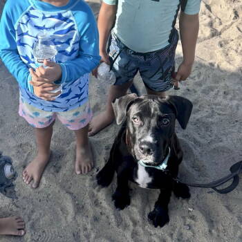 Rescue Labrador Retriever Dogs for Adoption in San Juan Capistrano, California - Boo | PetCurious